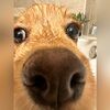 spacecowgir1